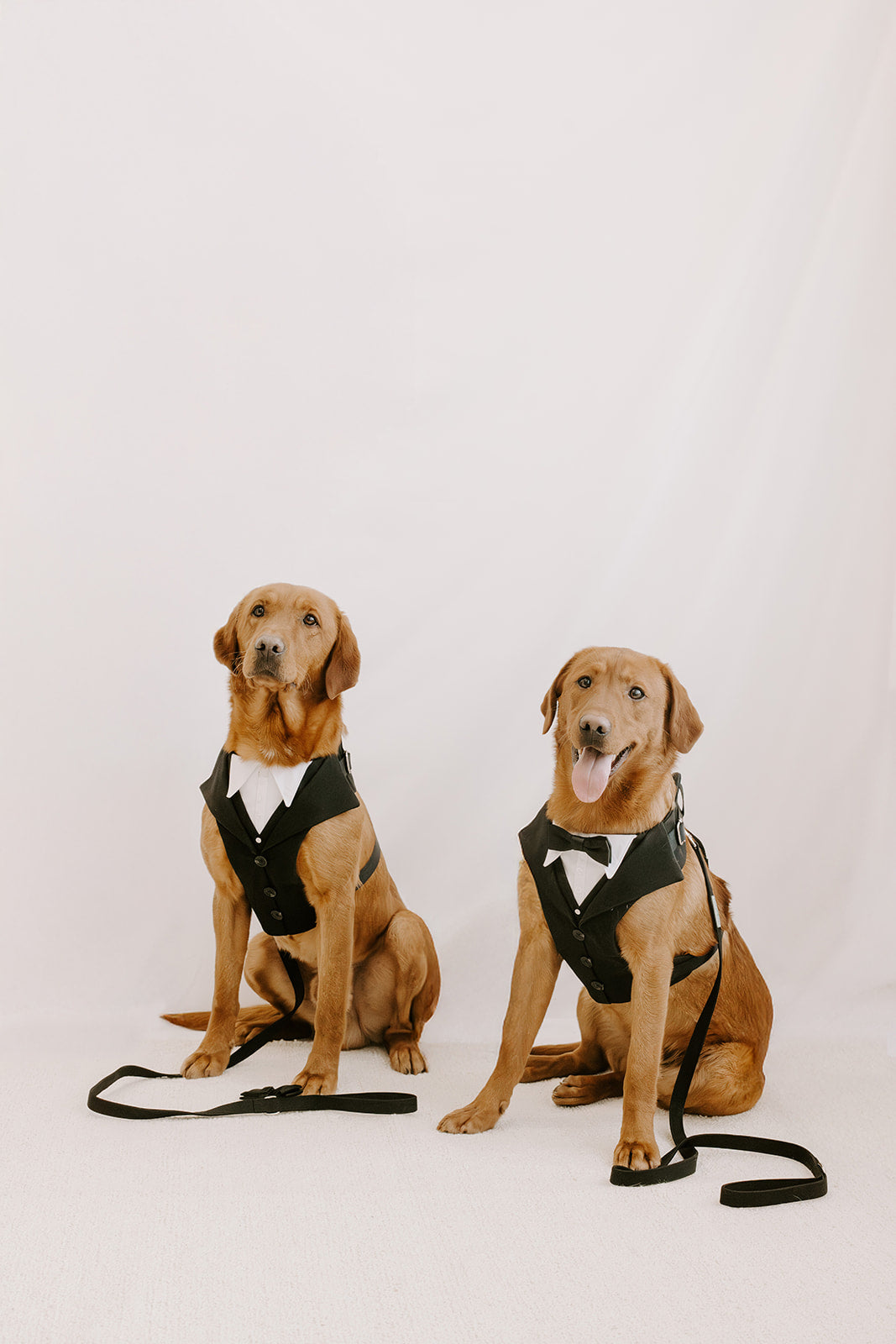 Black Dog Suit Harness