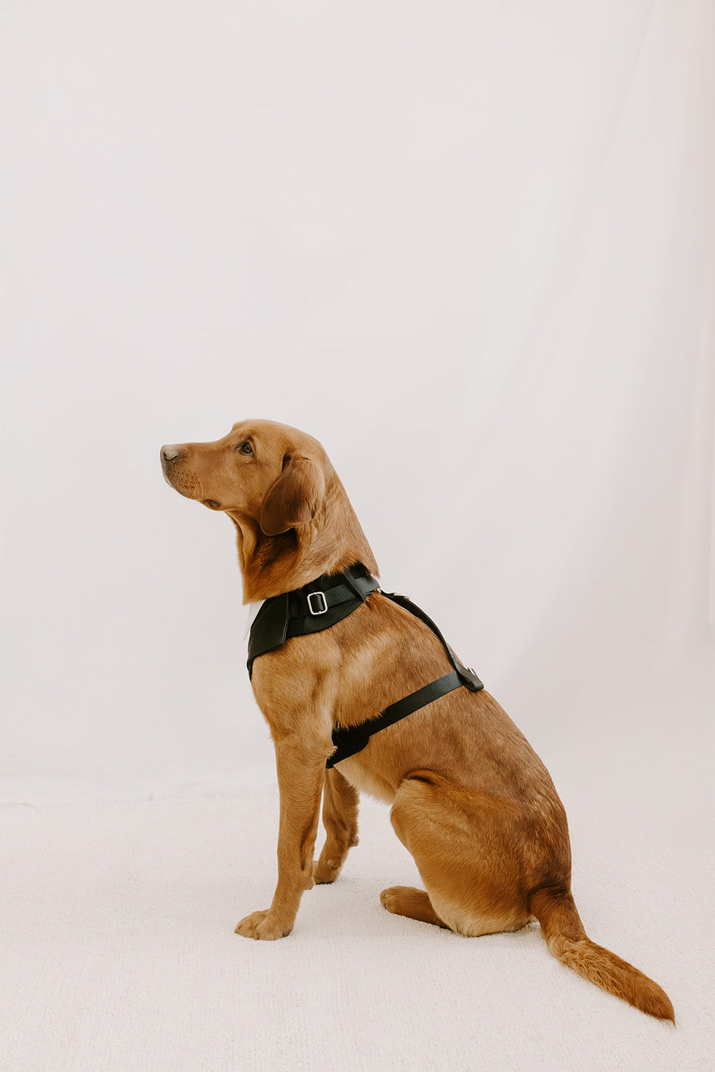 Black Dog Suit Harness