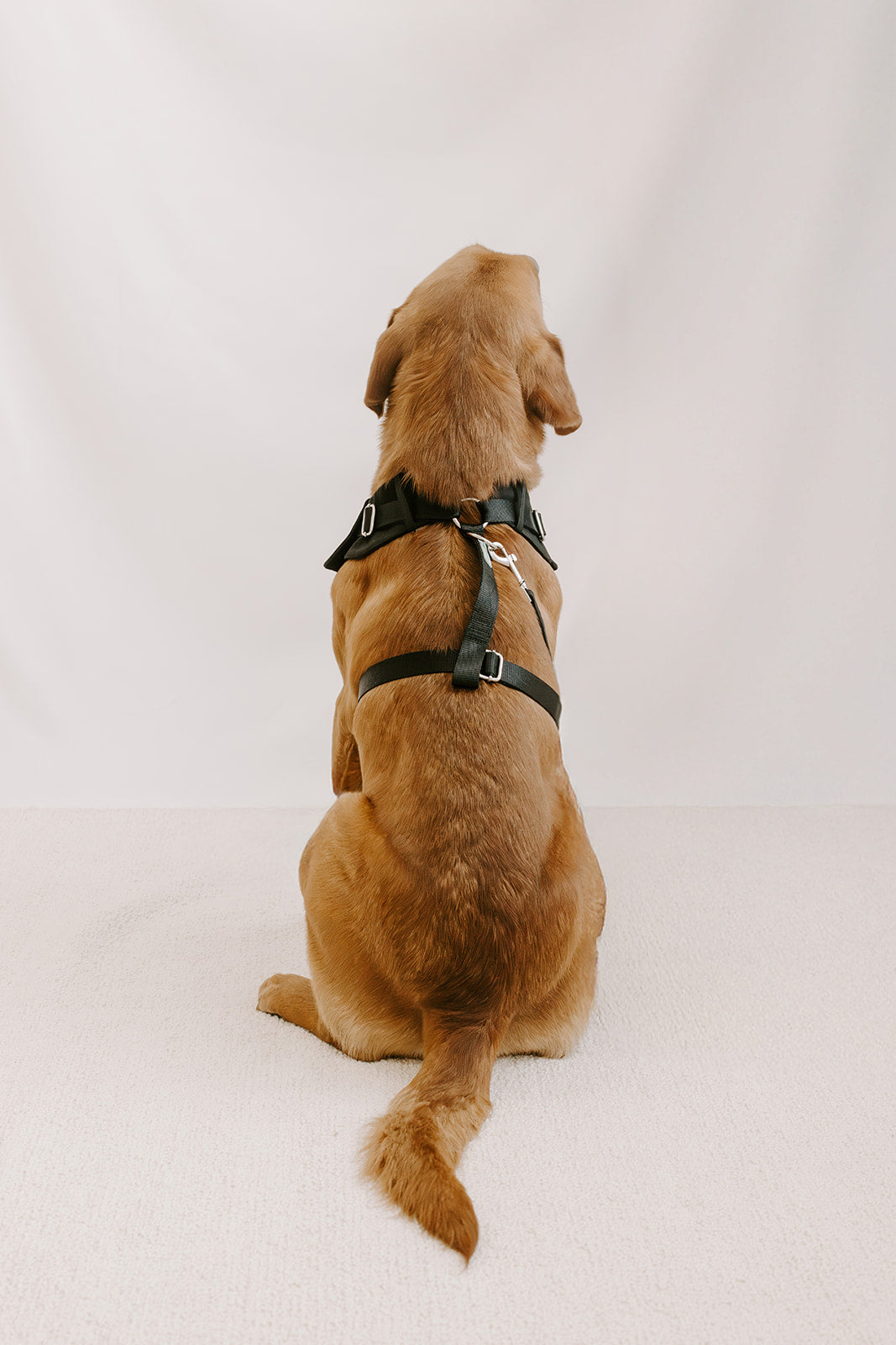 Black Dog Suit Harness
