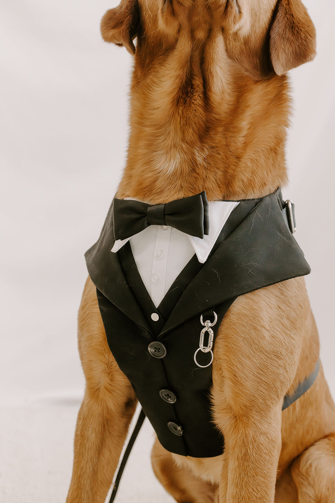 Black Dog Suit Harness