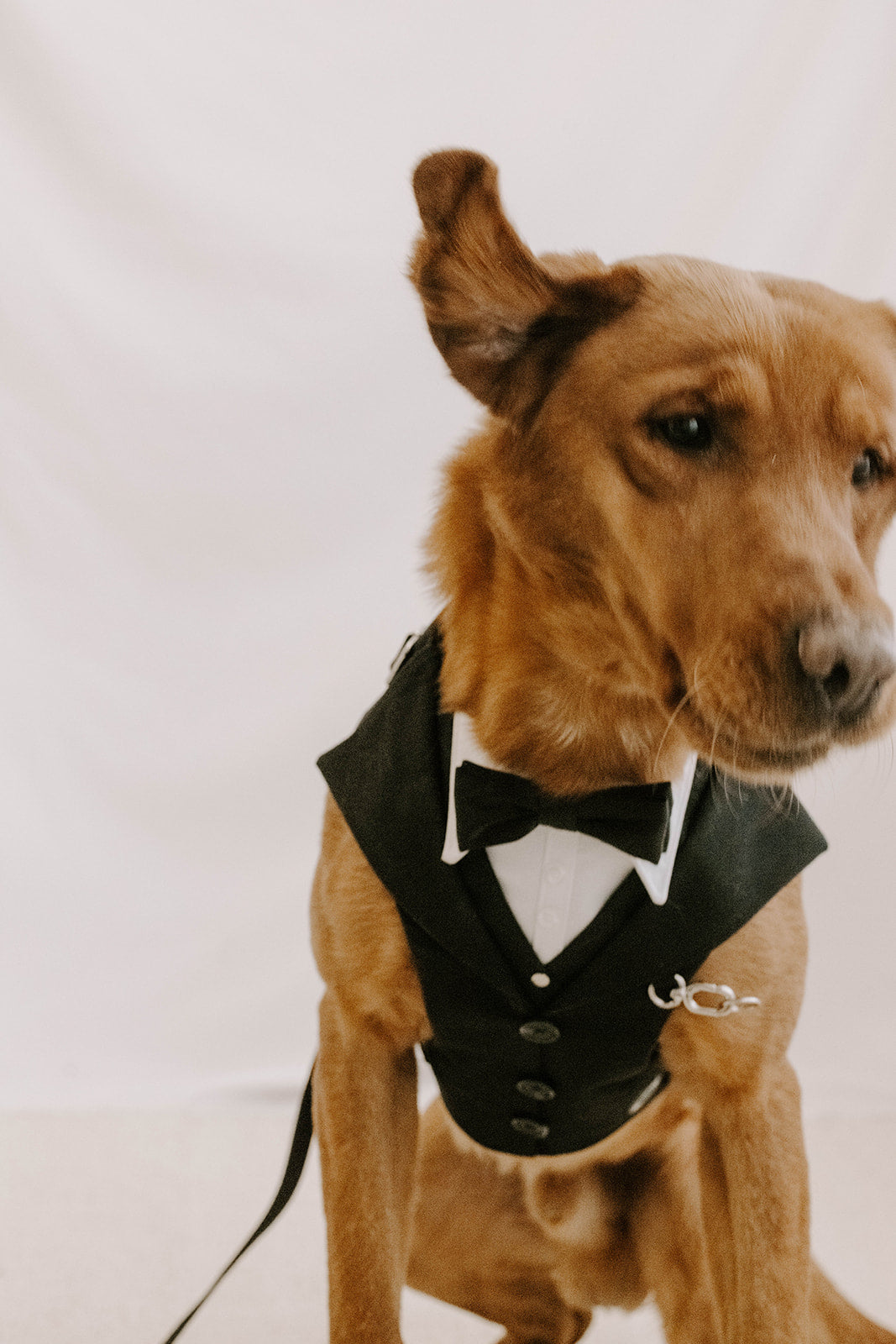 Black Dog Suit Harness