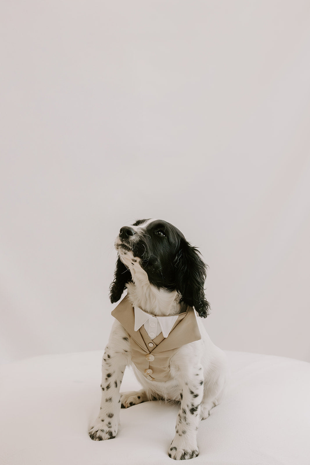 Sand Dog Suit Harness