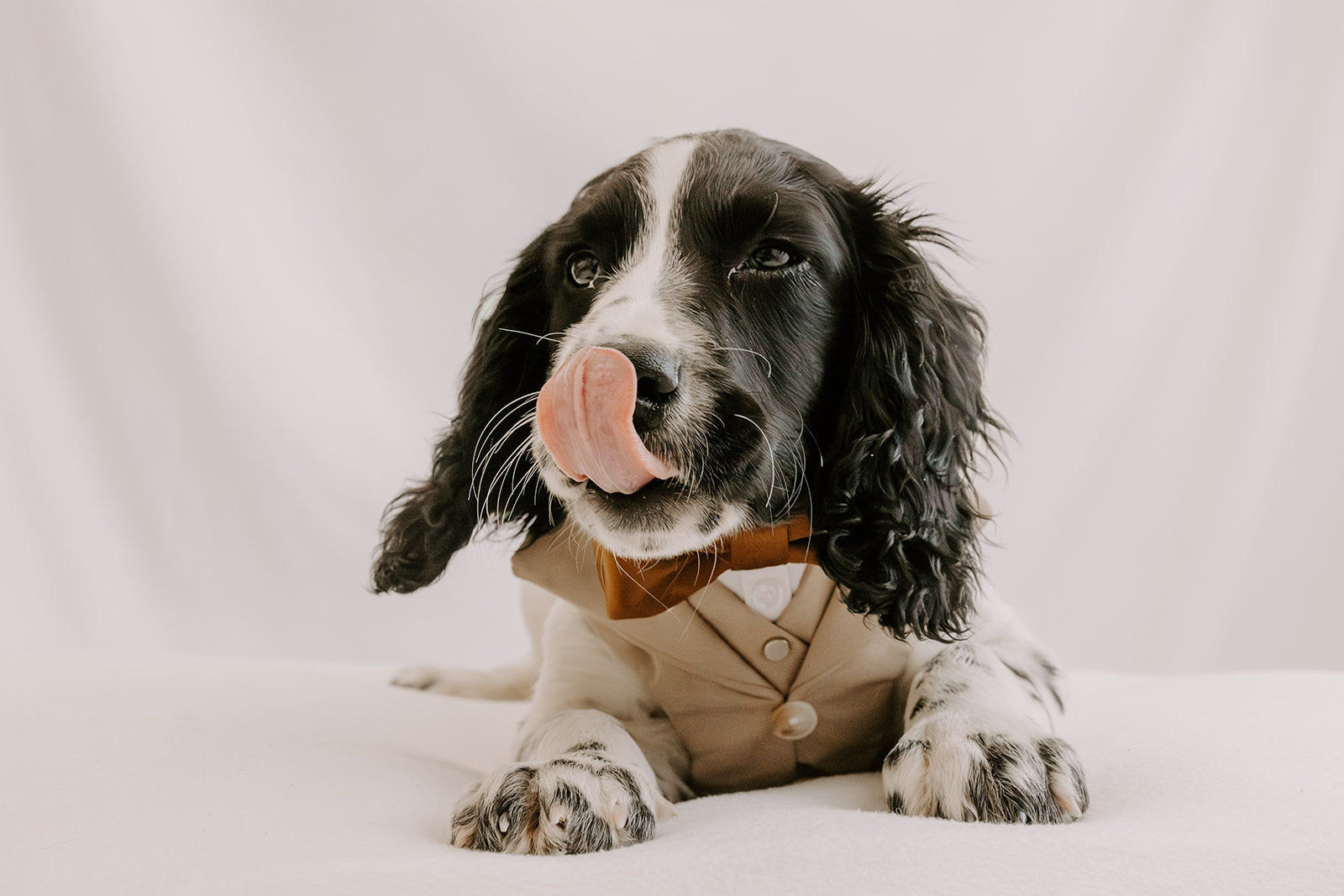 Sand Dog Suit Harness