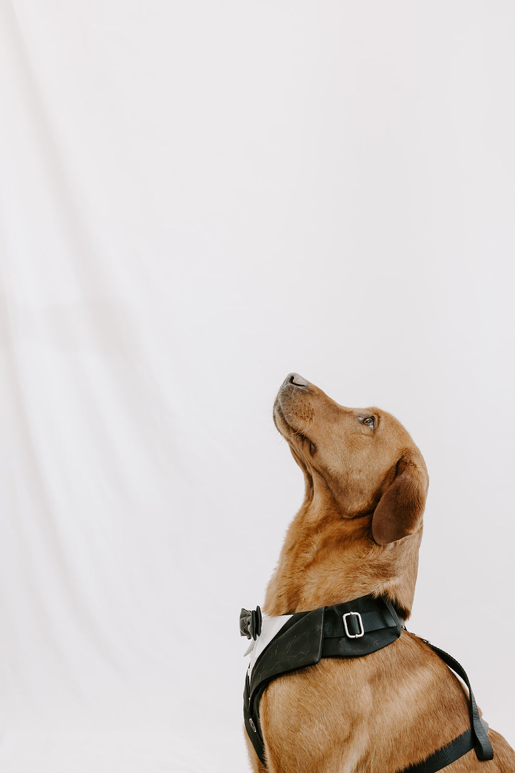 Black Dog Suit Harness