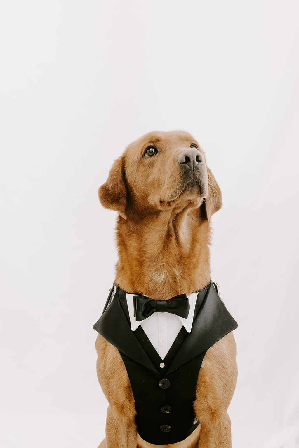 Black Dog Suit Harness