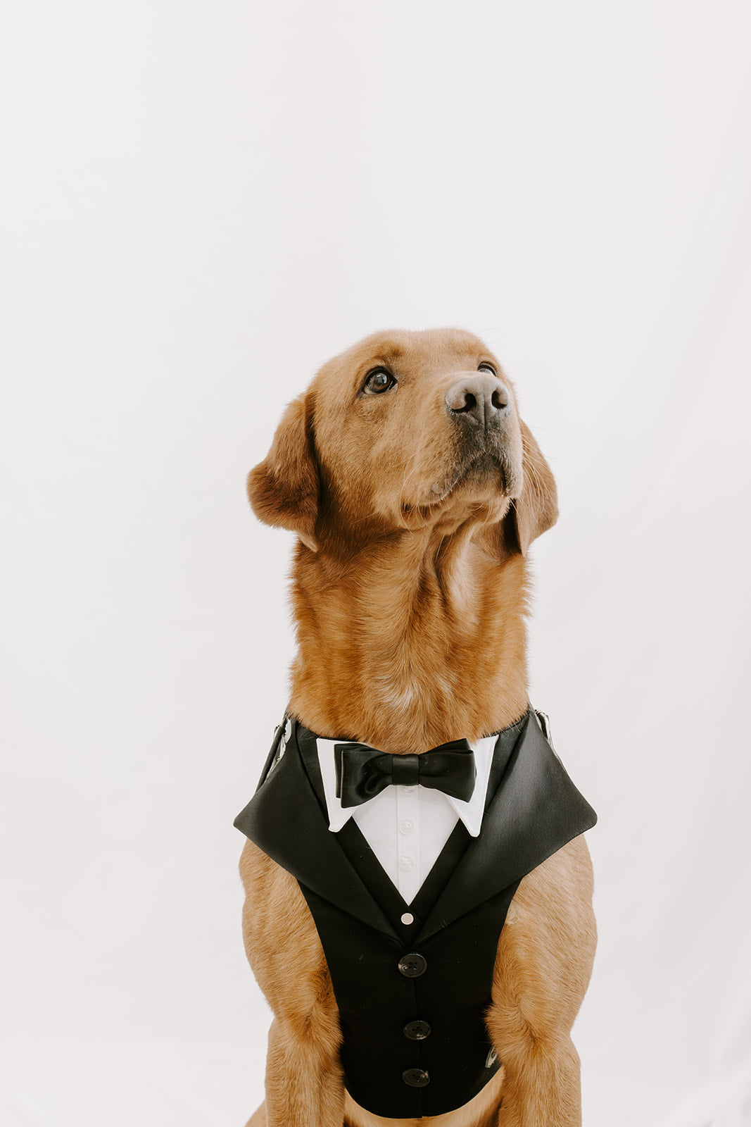 Black Dog Suit Harness