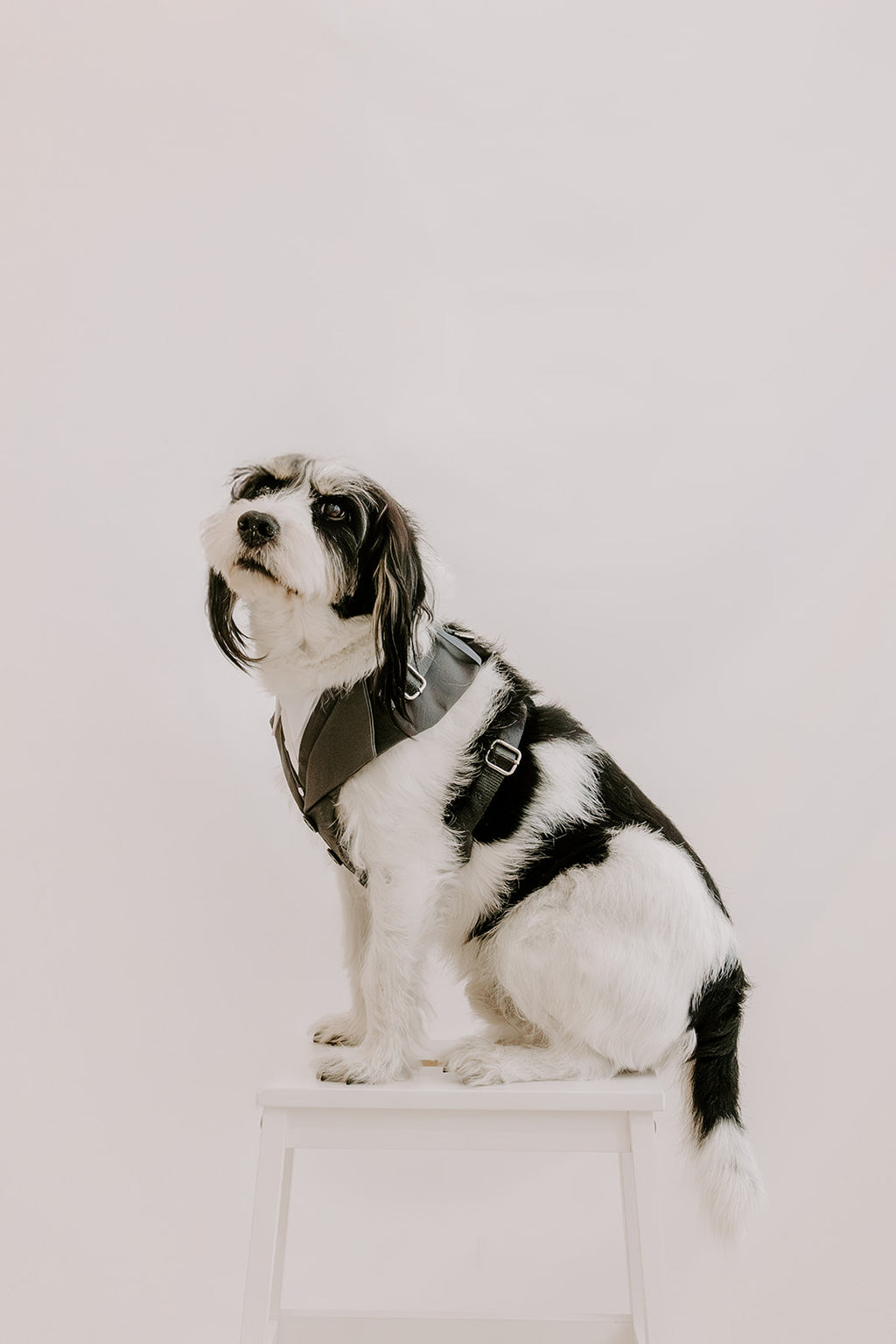 Slate Grey Dog Suit Harness
