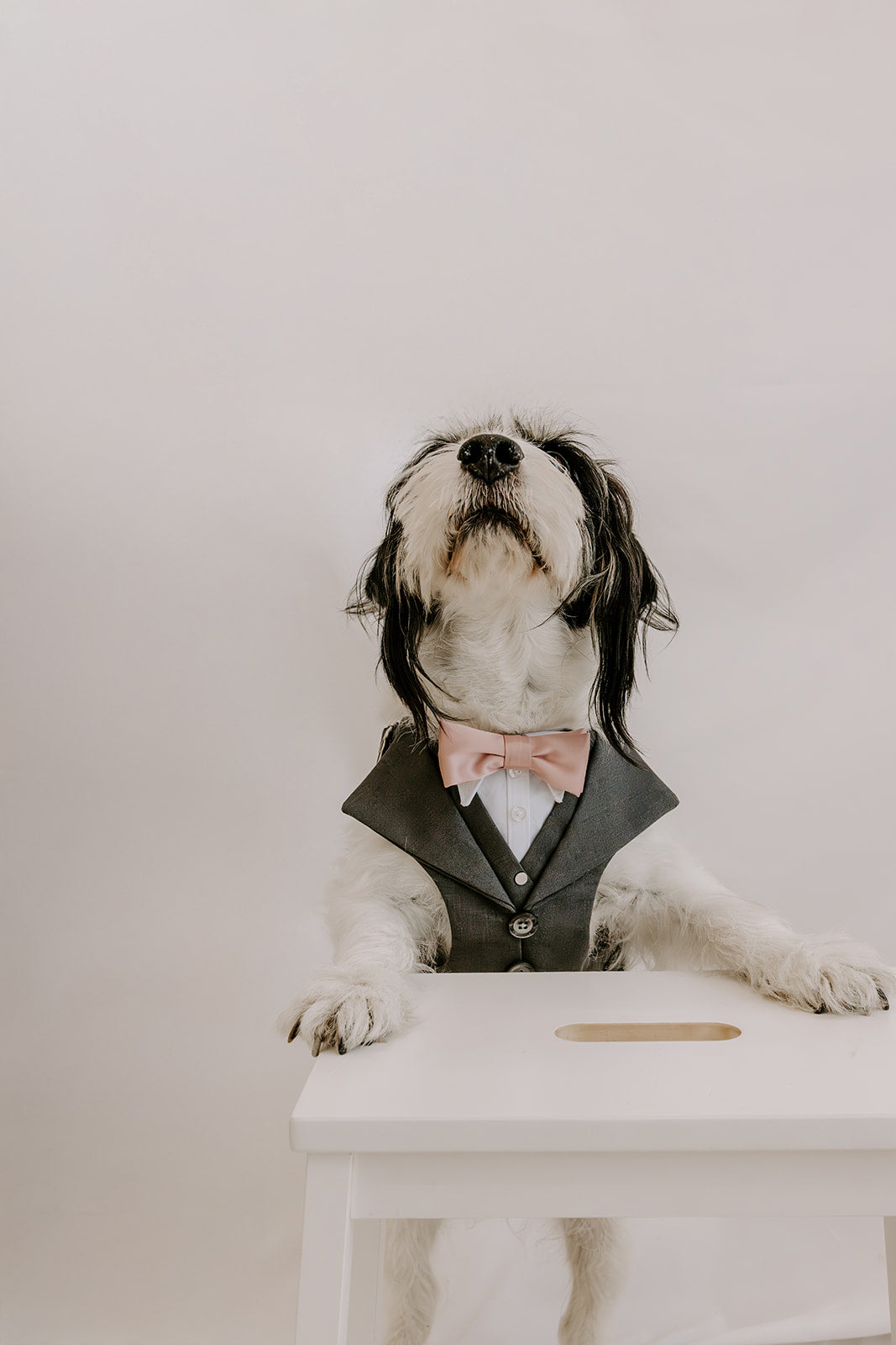 Slate Grey Dog Suit Harness