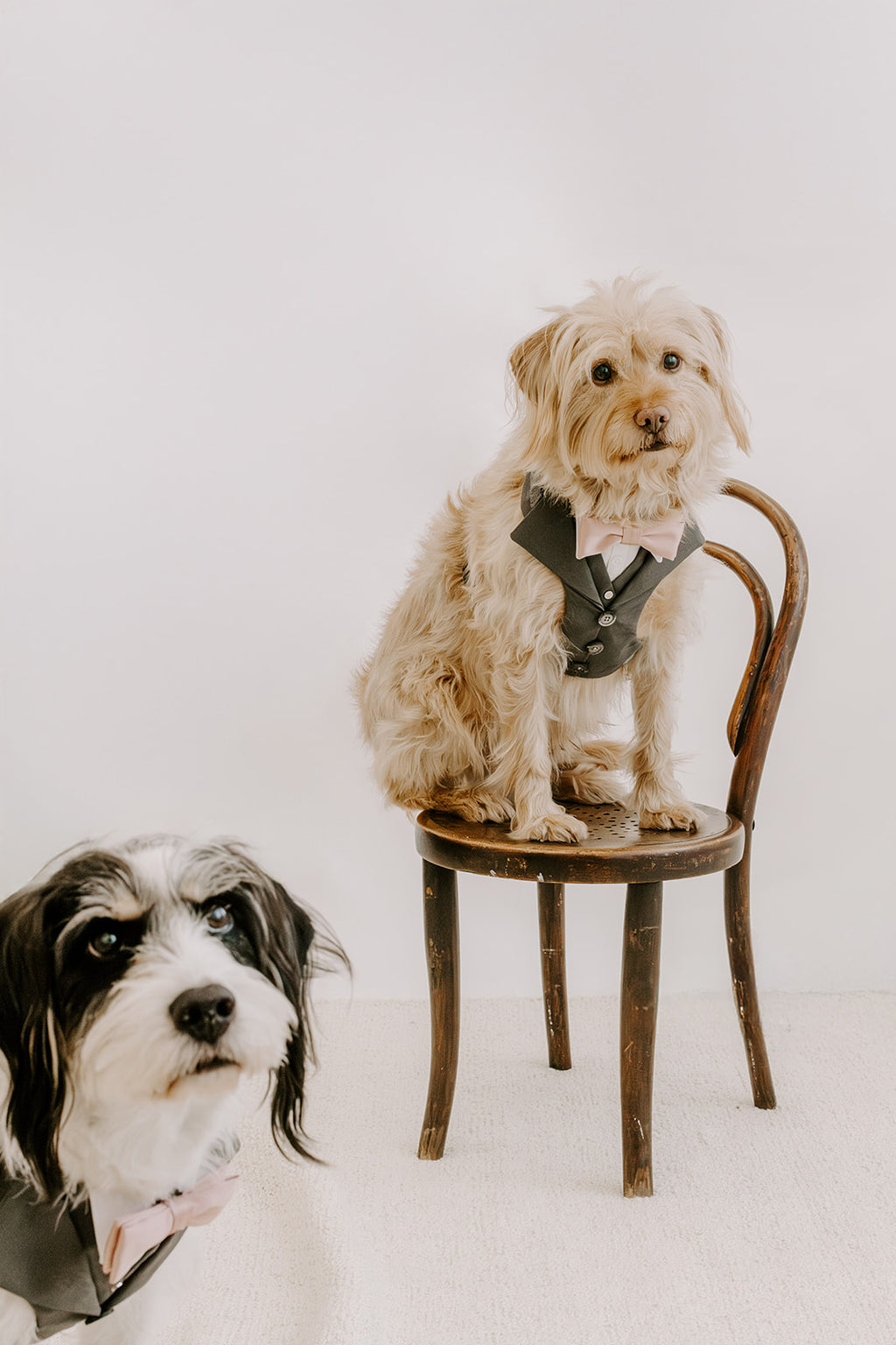 Slate Grey Dog Suit Harness