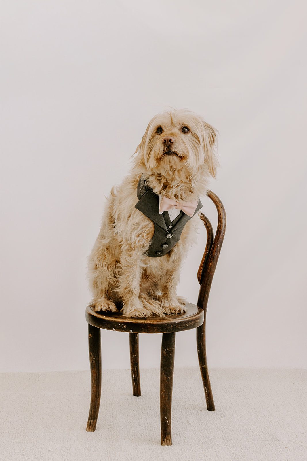 Slate Grey Dog Suit Harness