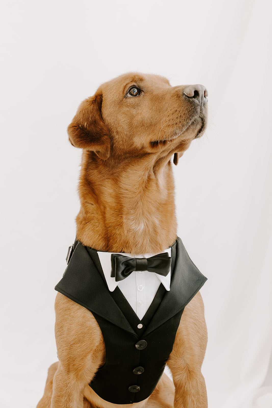 Black Dog Suit Harness