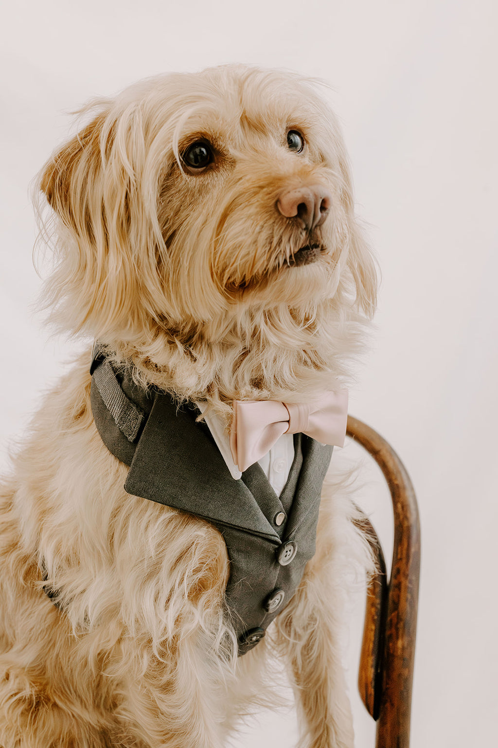 Slate Grey Dog Suit Harness