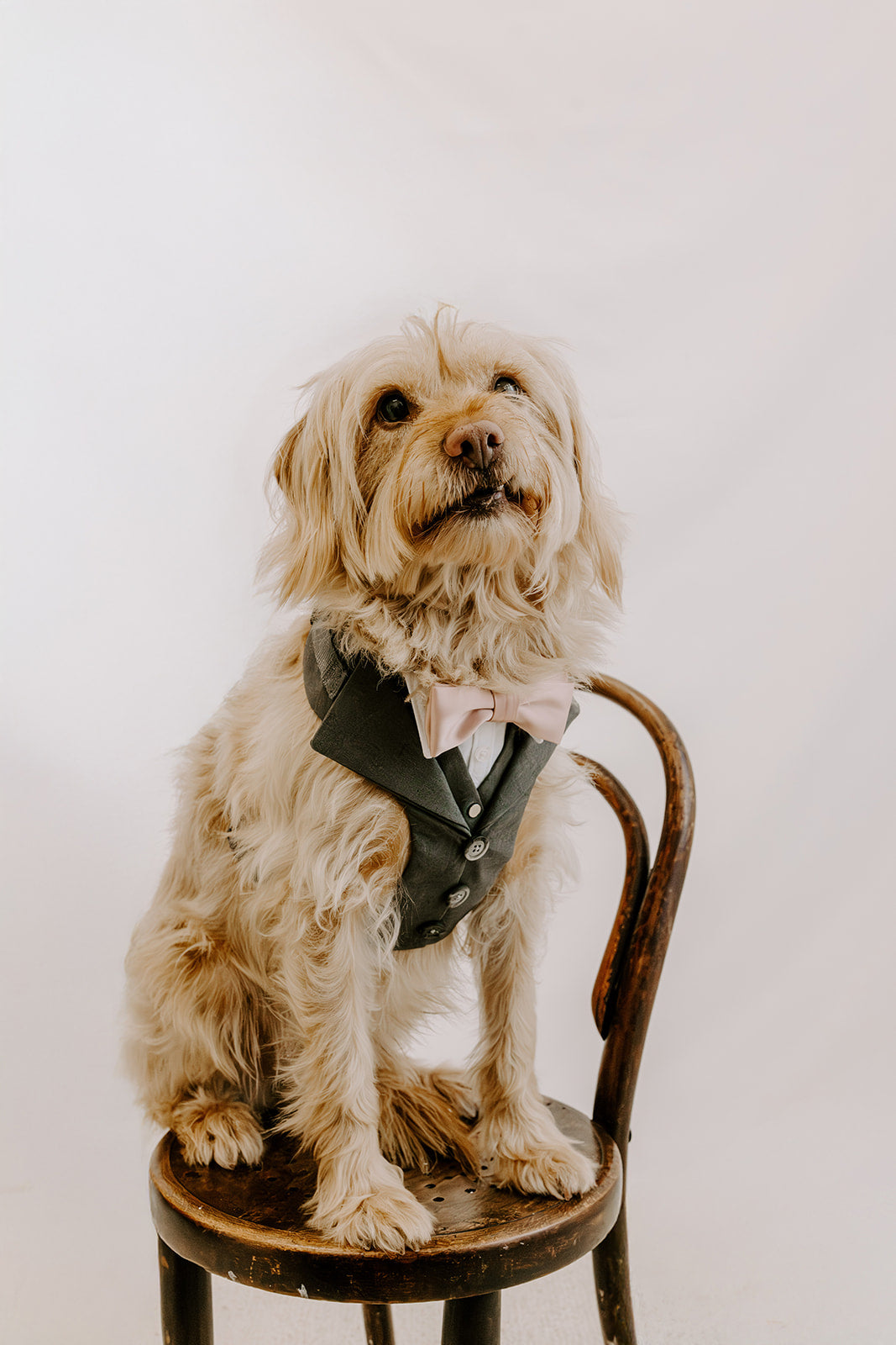 Slate Grey Dog Suit Harness