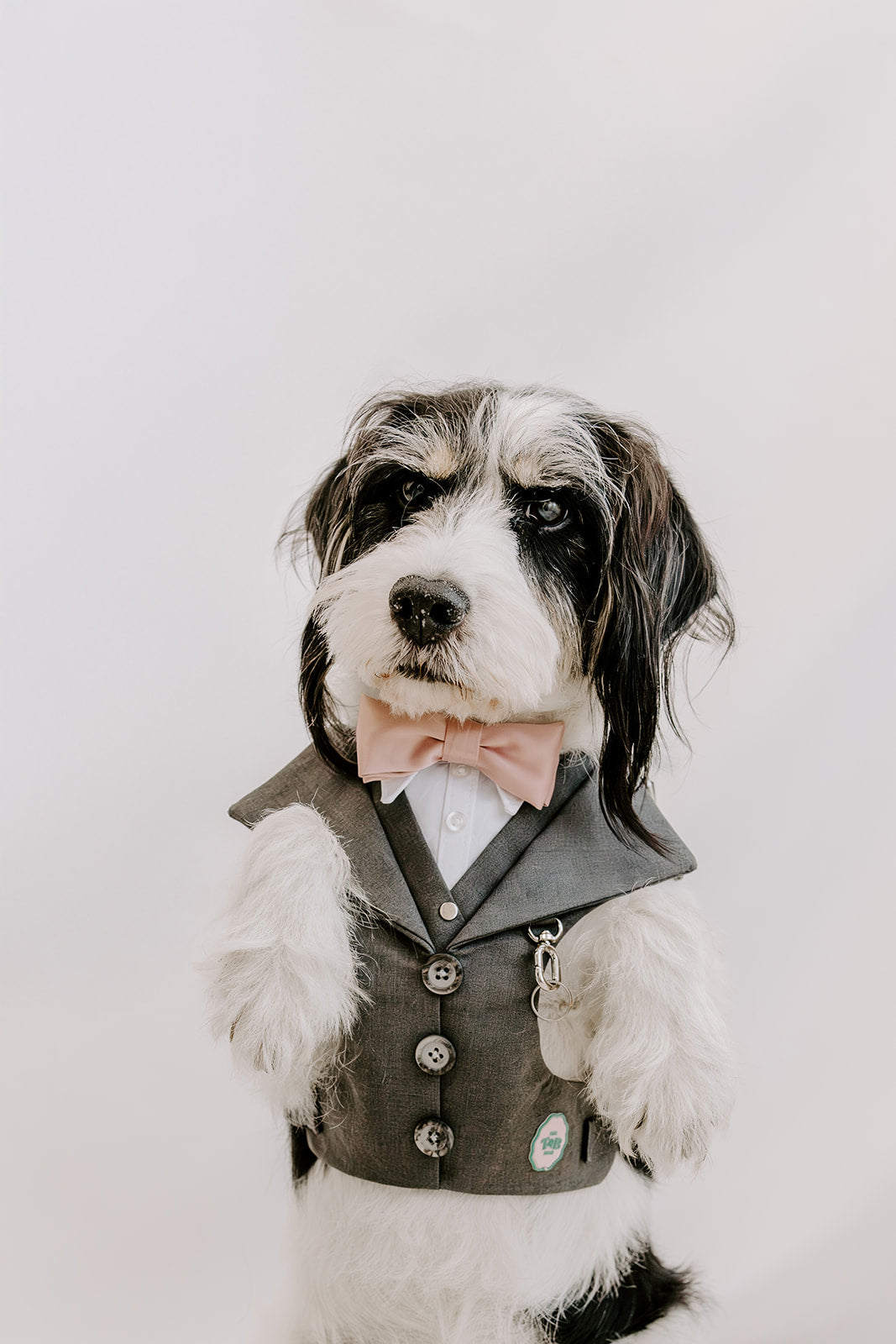The Wedding Set - Grey dog suit harness with matching lead