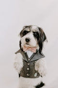 The Wedding Set - Slate Grey dog suit harness with matching lead