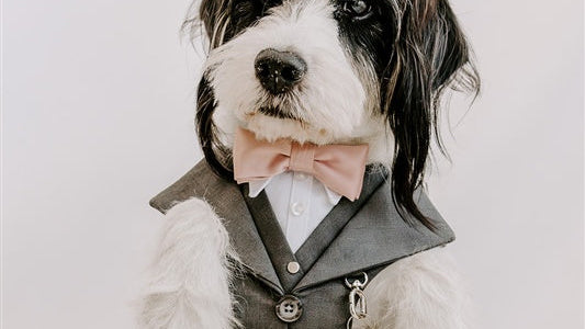 Ring Bearer Attachment