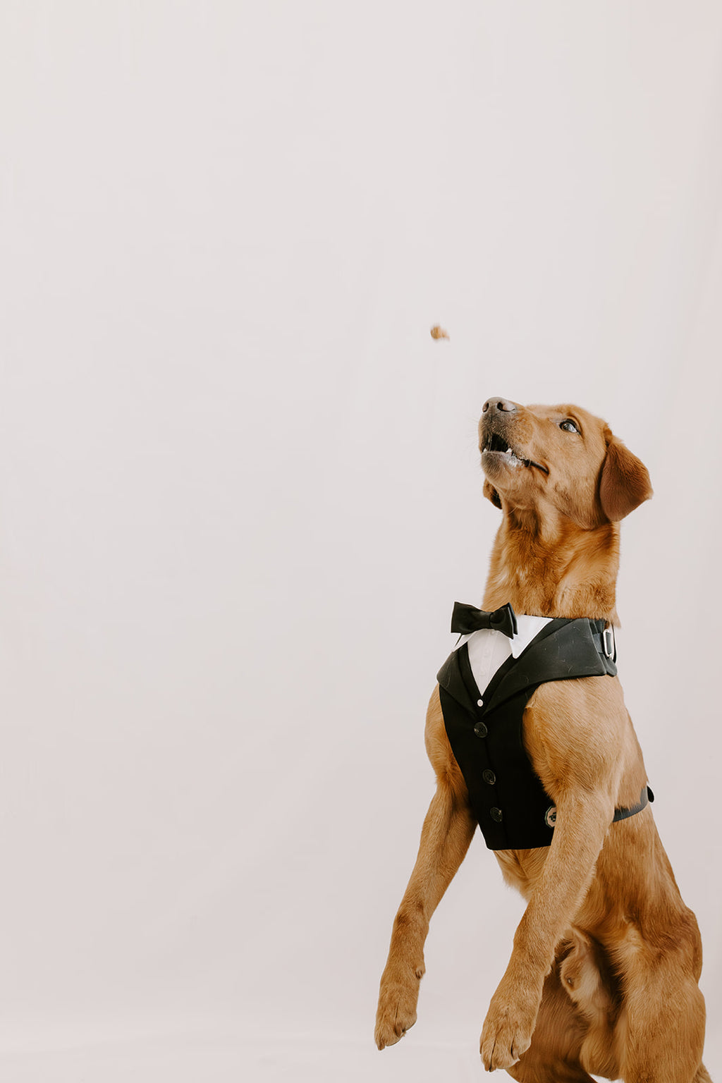 Black Dog Suit Harness