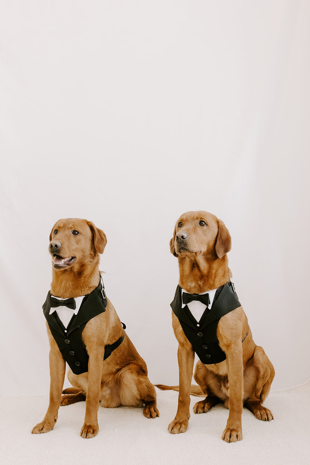 Black Dog Suit Harness