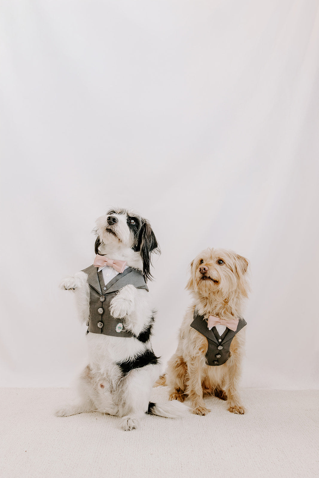 Slate Grey Dog Suit Harness