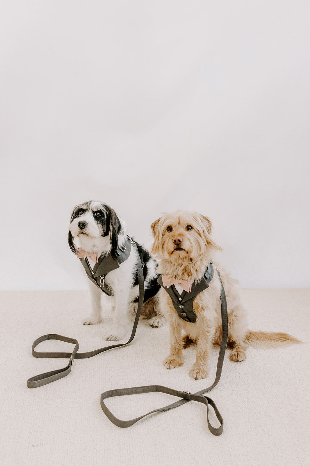 Slate Grey Dog Suit Harness