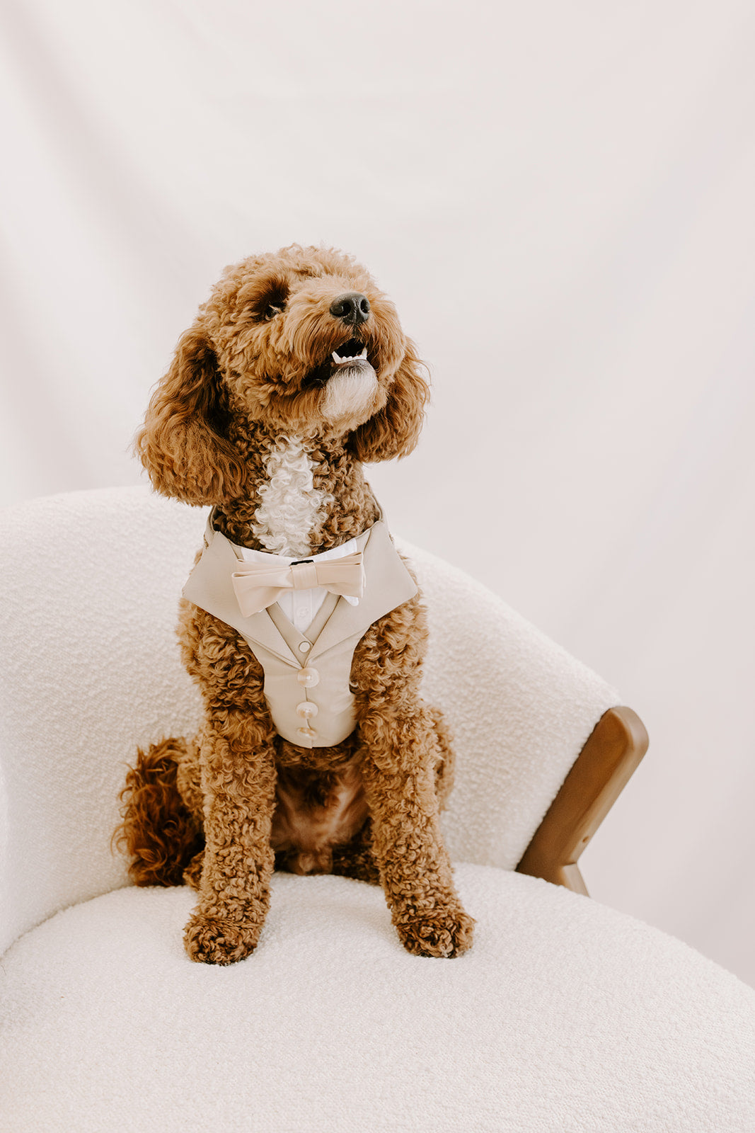 Sand Dog Suit Harness