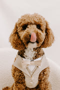The Wedding Set - Sand dog suit harness with matching lead