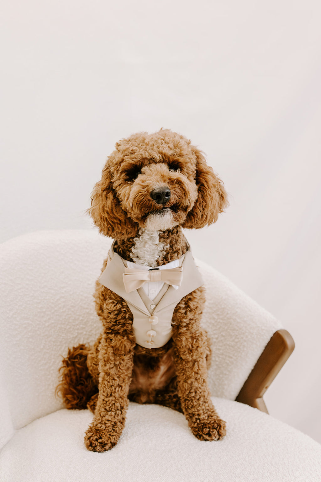 Sand Dog Suit Harness