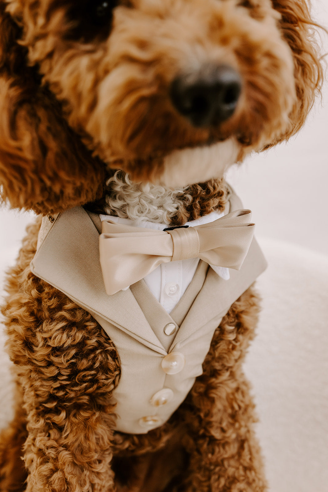 Sand Dog Suit Harness