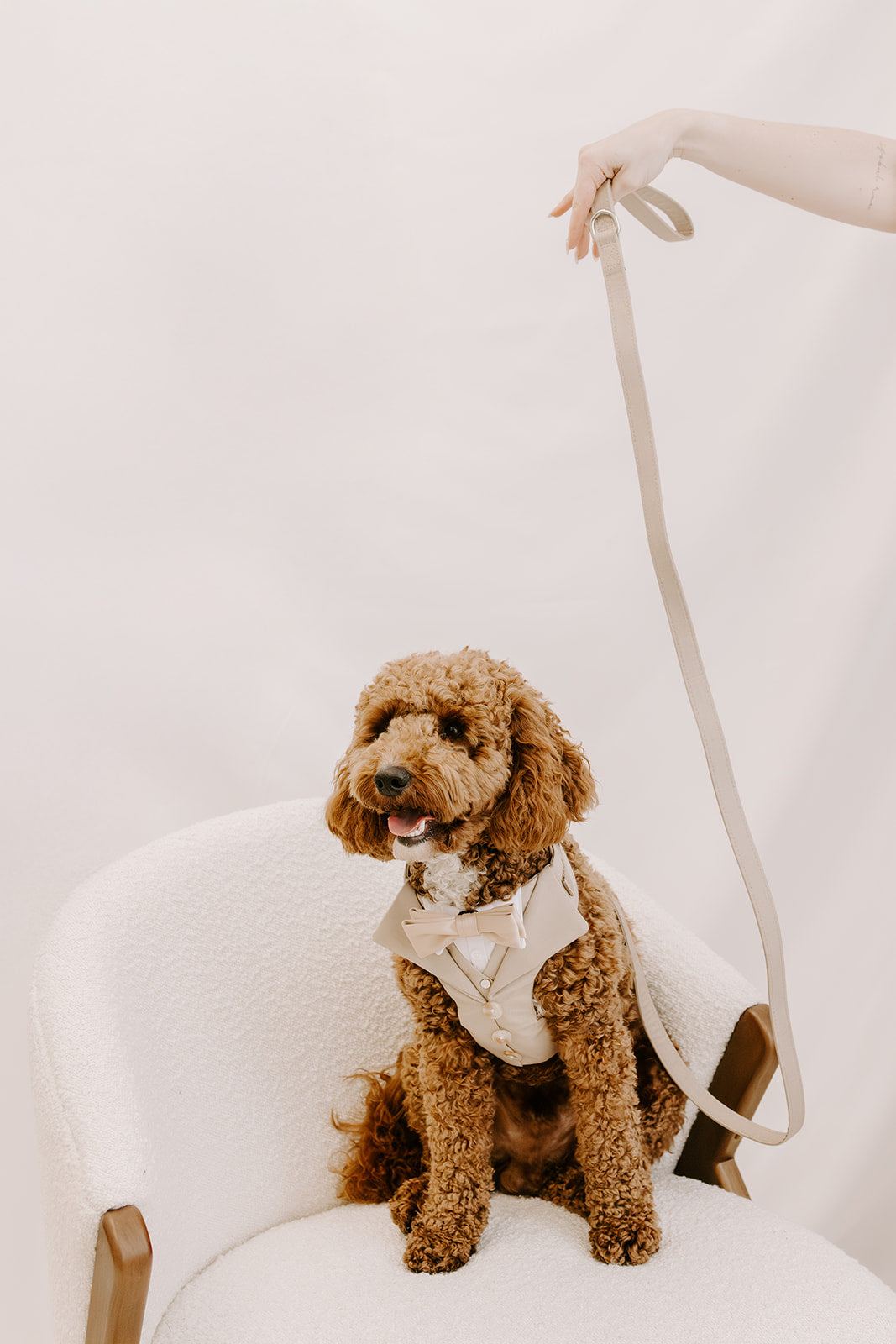 Sand Dog Suit Harness