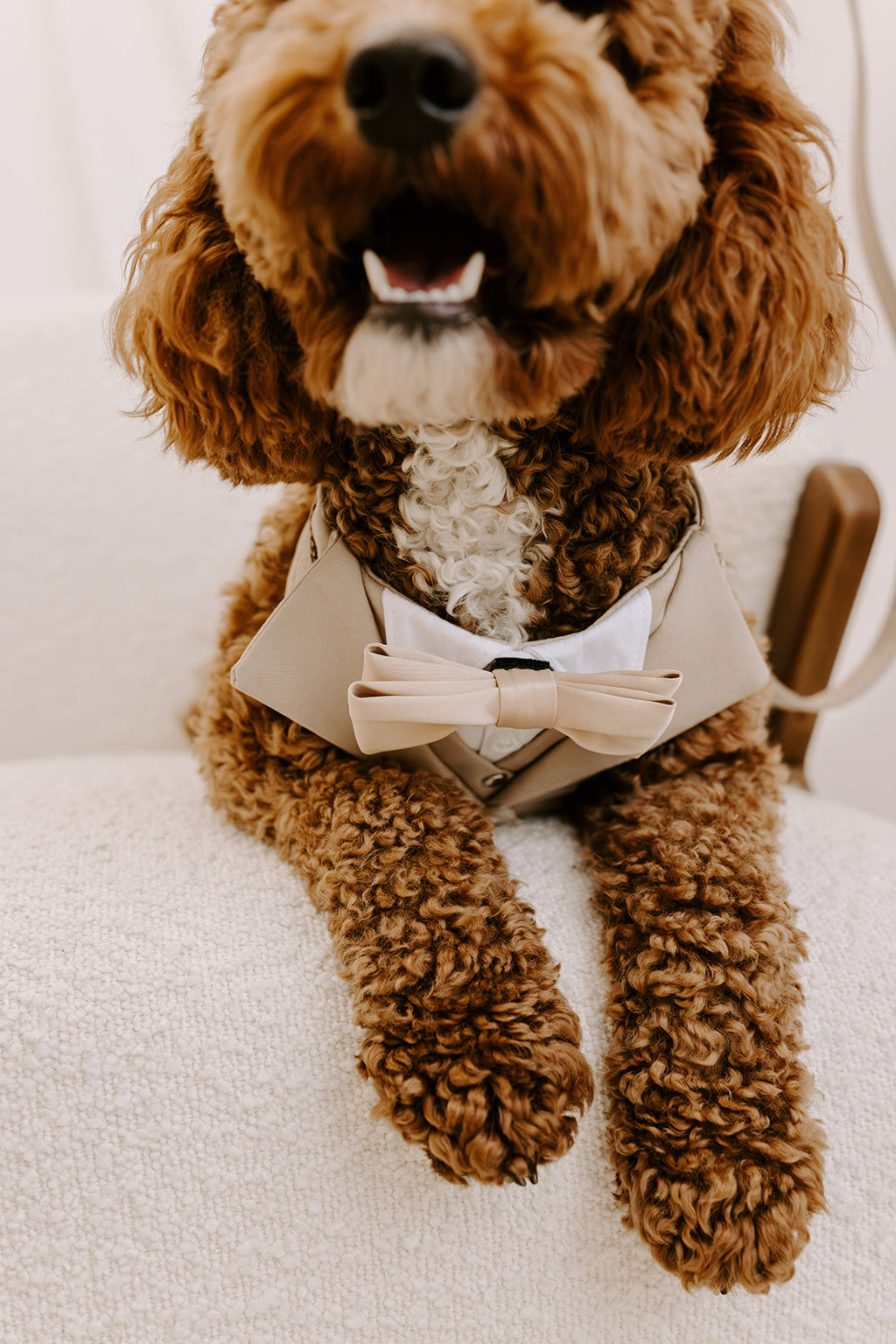 Sand Dog Suit Harness