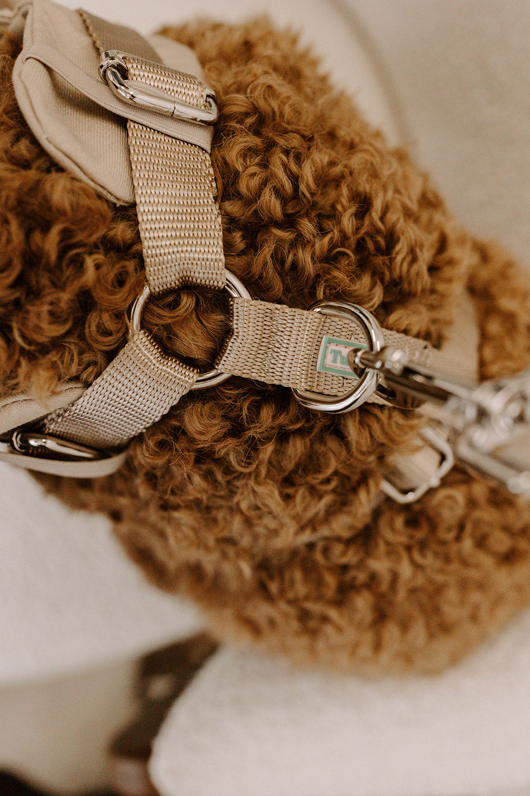 Sand Dog Suit Harness