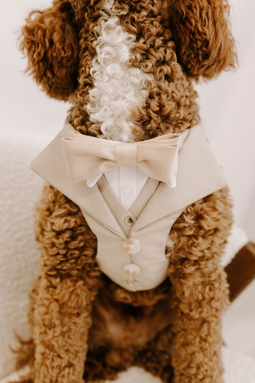 Sand Dog Suit Harness