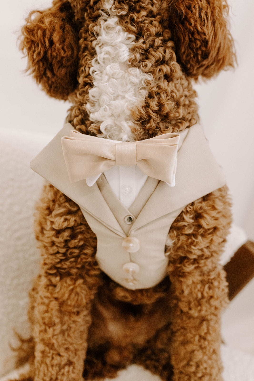 Sand Dog Suit Harness