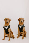 The Wedding Set - Black dog suit harness with matching lead