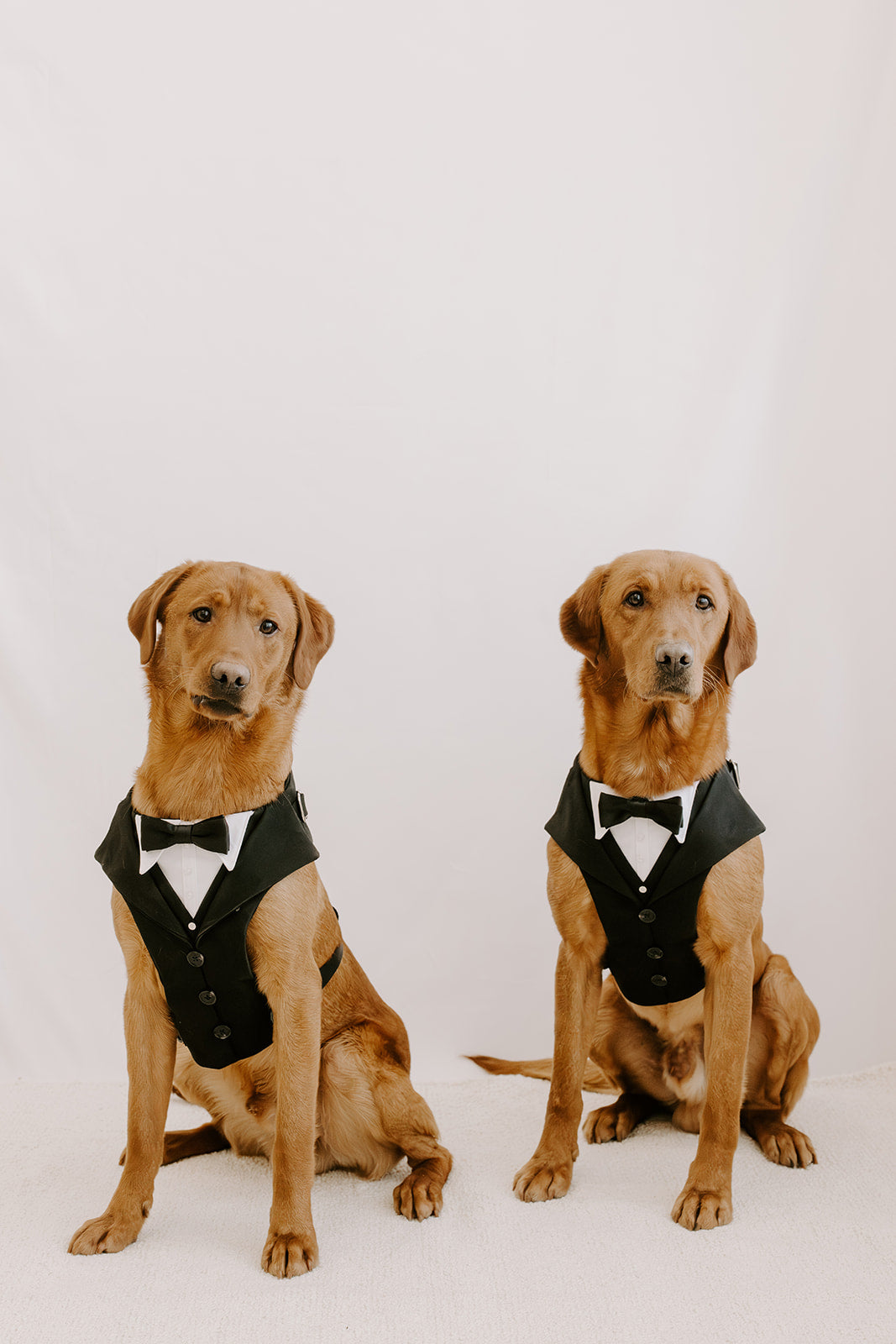 The Wedding Set - Black dog suit harness with matching lead