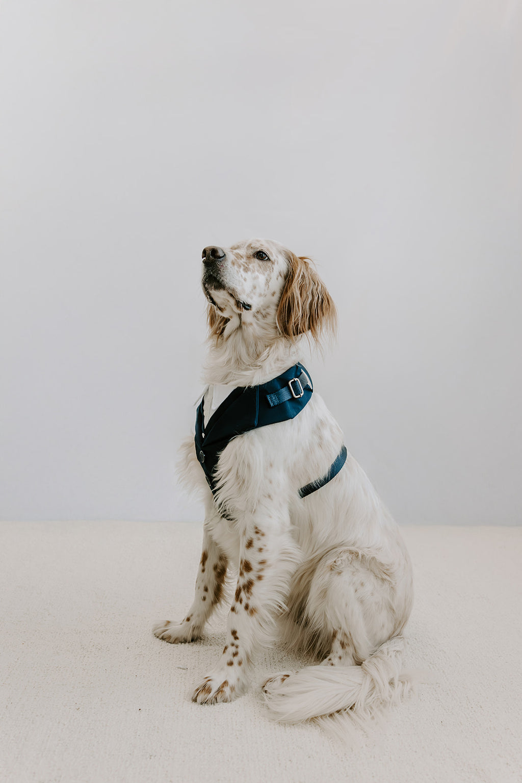 Midnight Navy Dog Suit Harness
