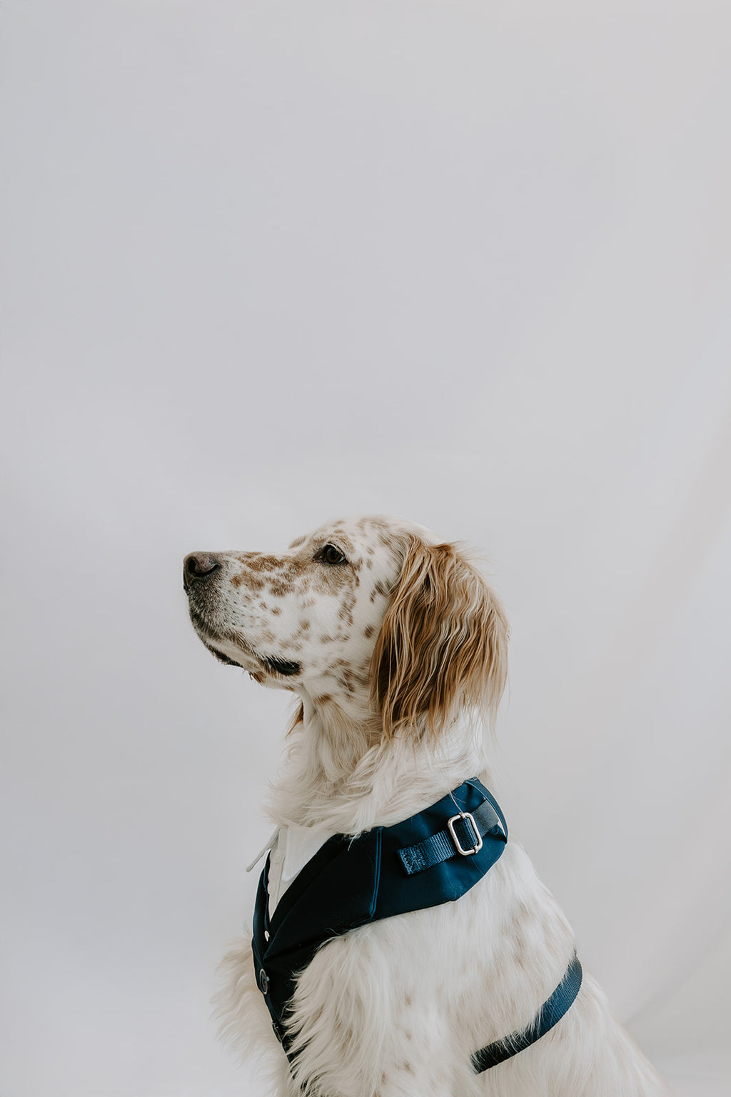 Midnight Navy Dog Suit Harness