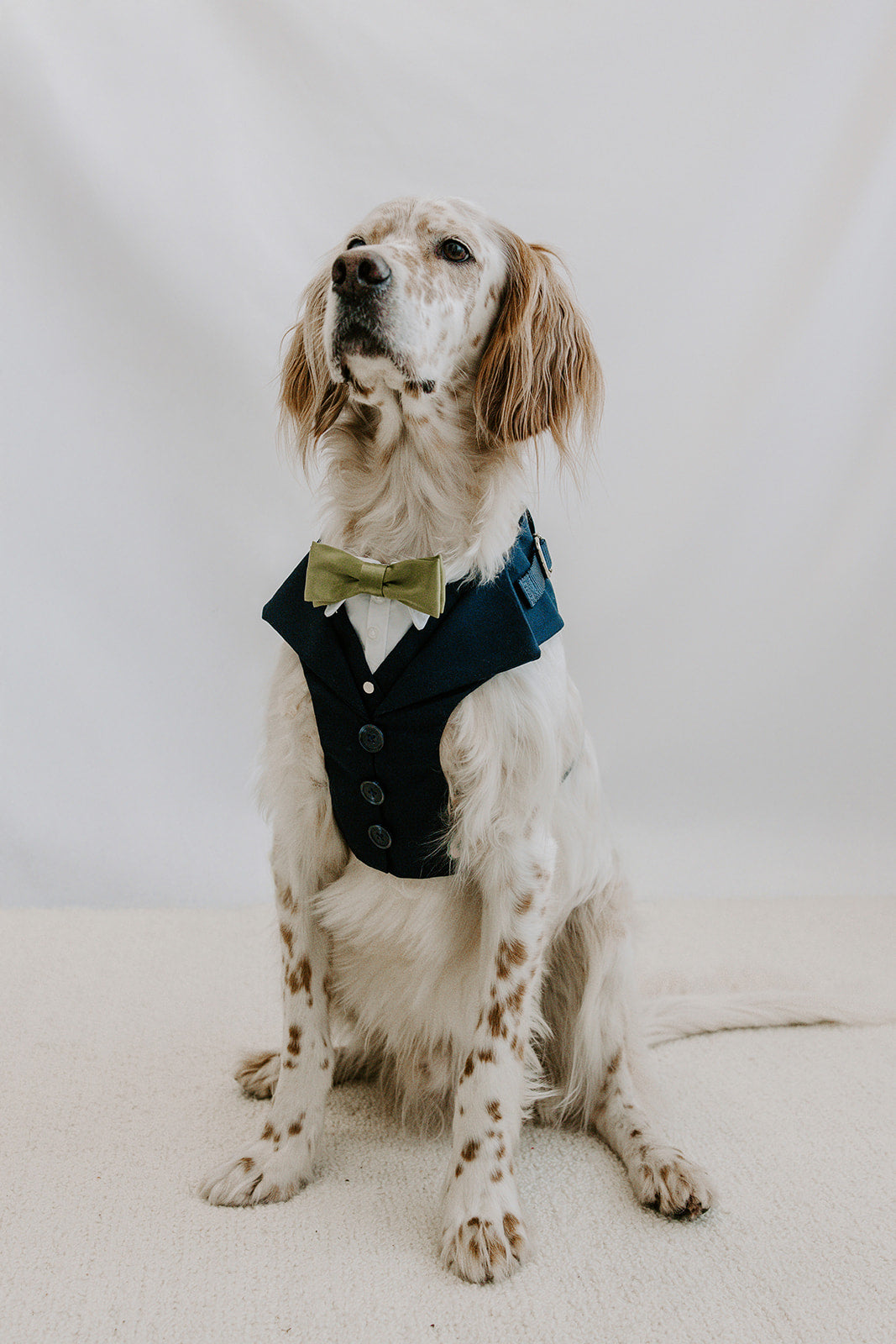Midnight Navy Dog Suit Harness