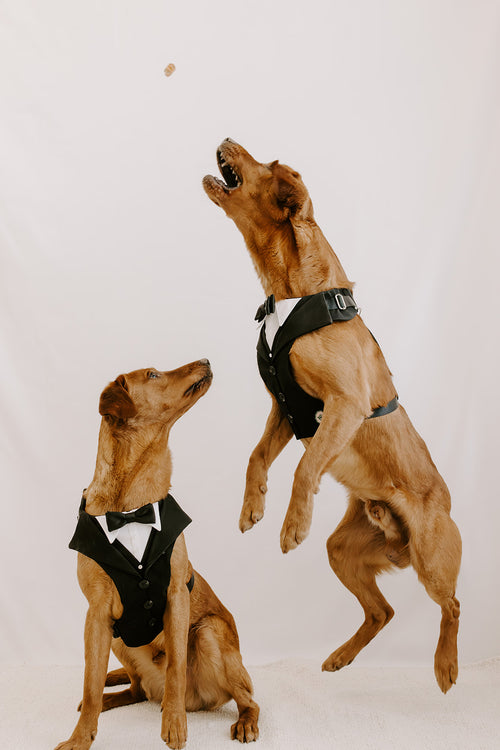 Black Dog Suit Harness