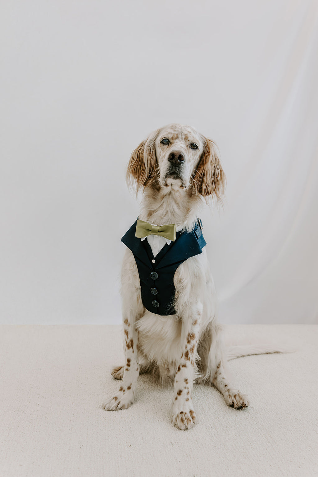 Dog suit