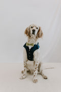 Dog suit