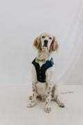 The Wedding Set - Navy dog suit harness with matching lead