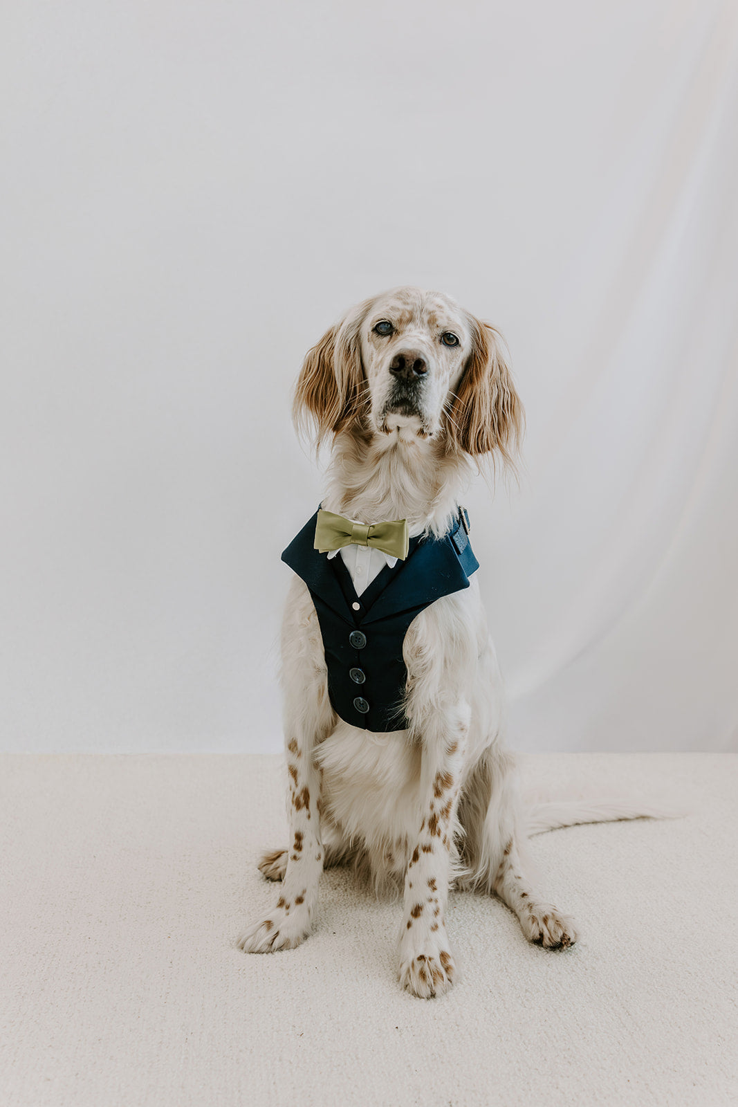 The Wedding Set - Navy dog suit harness with matching lead