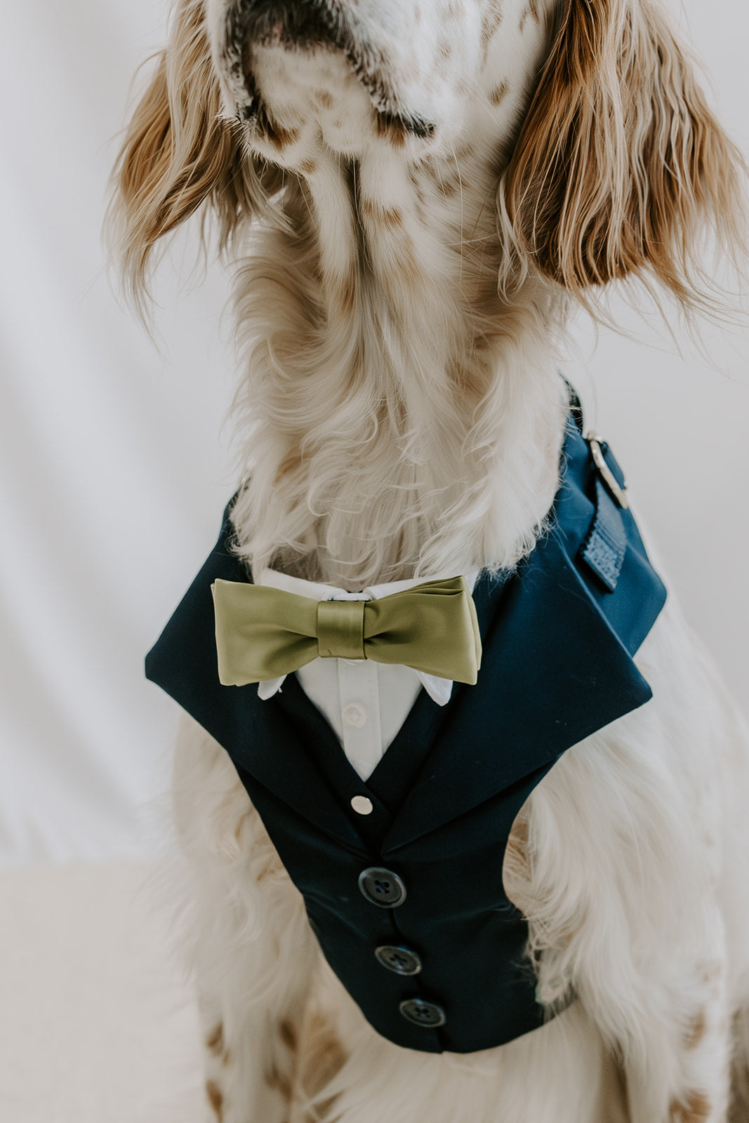 Midnight Navy Dog Suit Harness