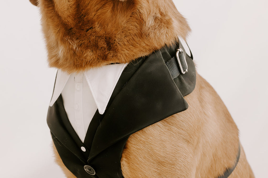 Black Dog Suit Harness