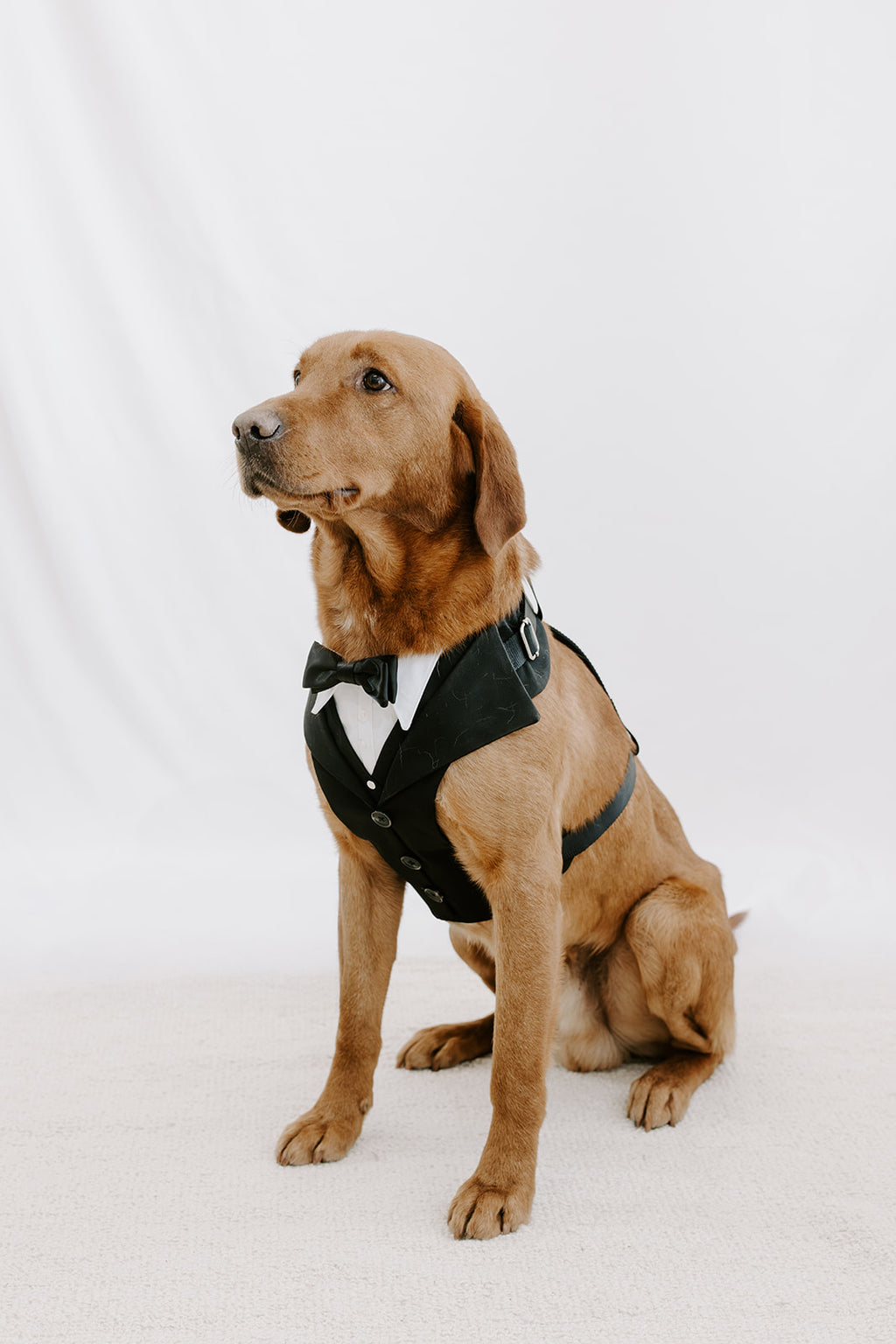 Black Dog Suit Harness